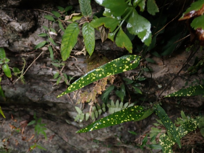 Aristolochia foveolata photo 3