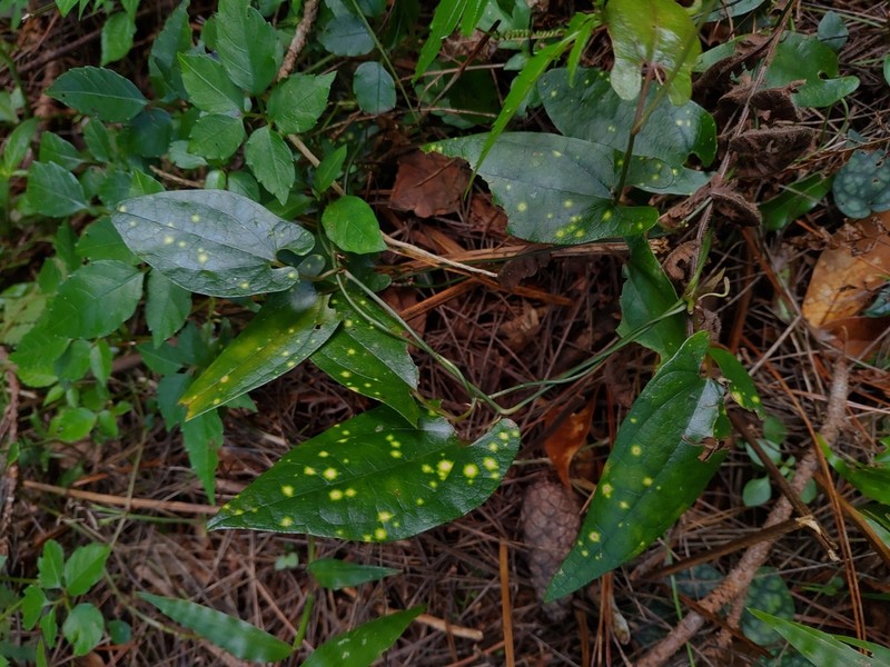 Aristolochia foveolata photo 4