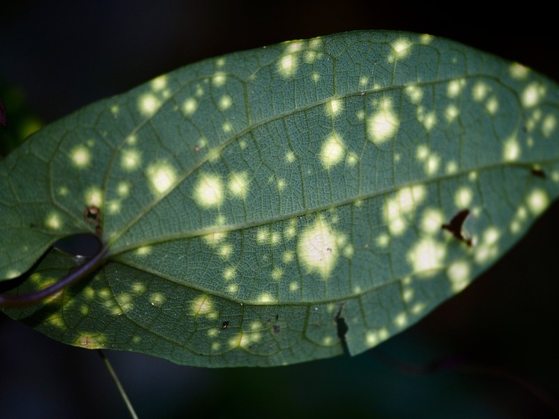 Aristolochia foveolata photo 5