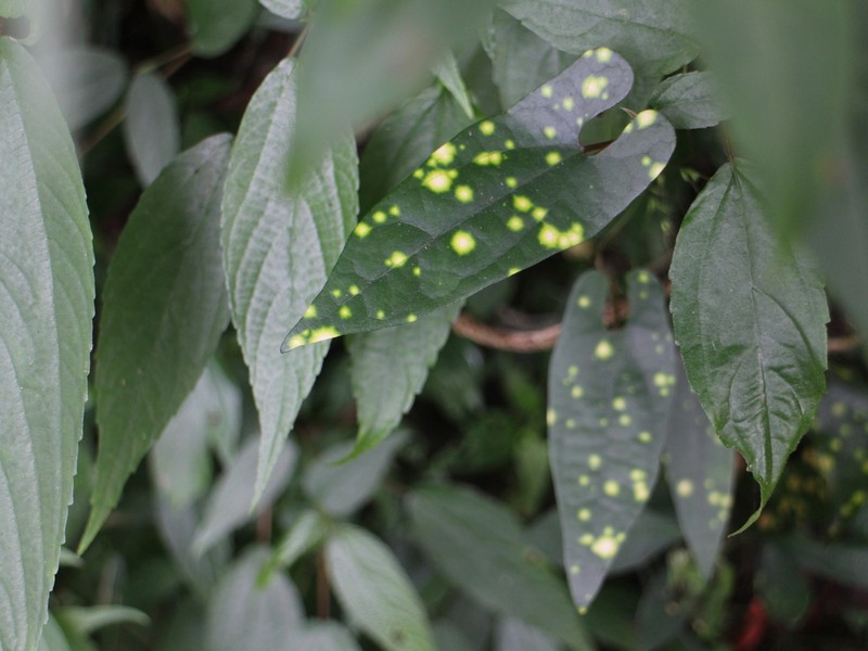 Aristolochia foveolata photo 7