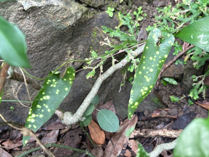 Aristolochia foveolata photo 8