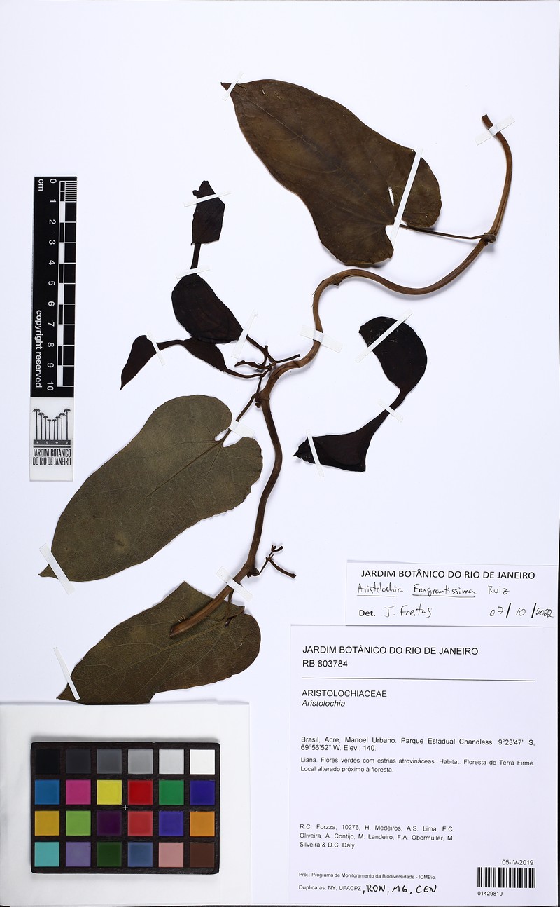 Aristolochia fragrantissima