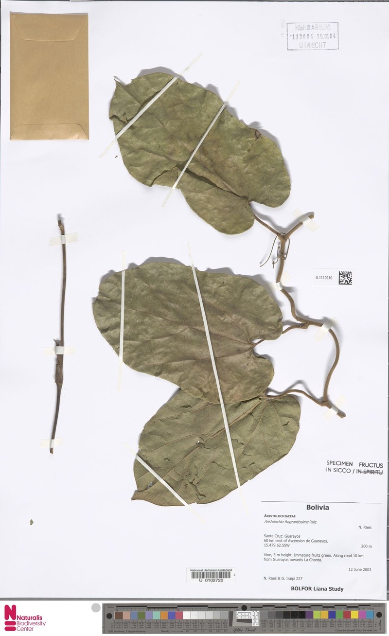 Aristolochia fragrantissima photo 2