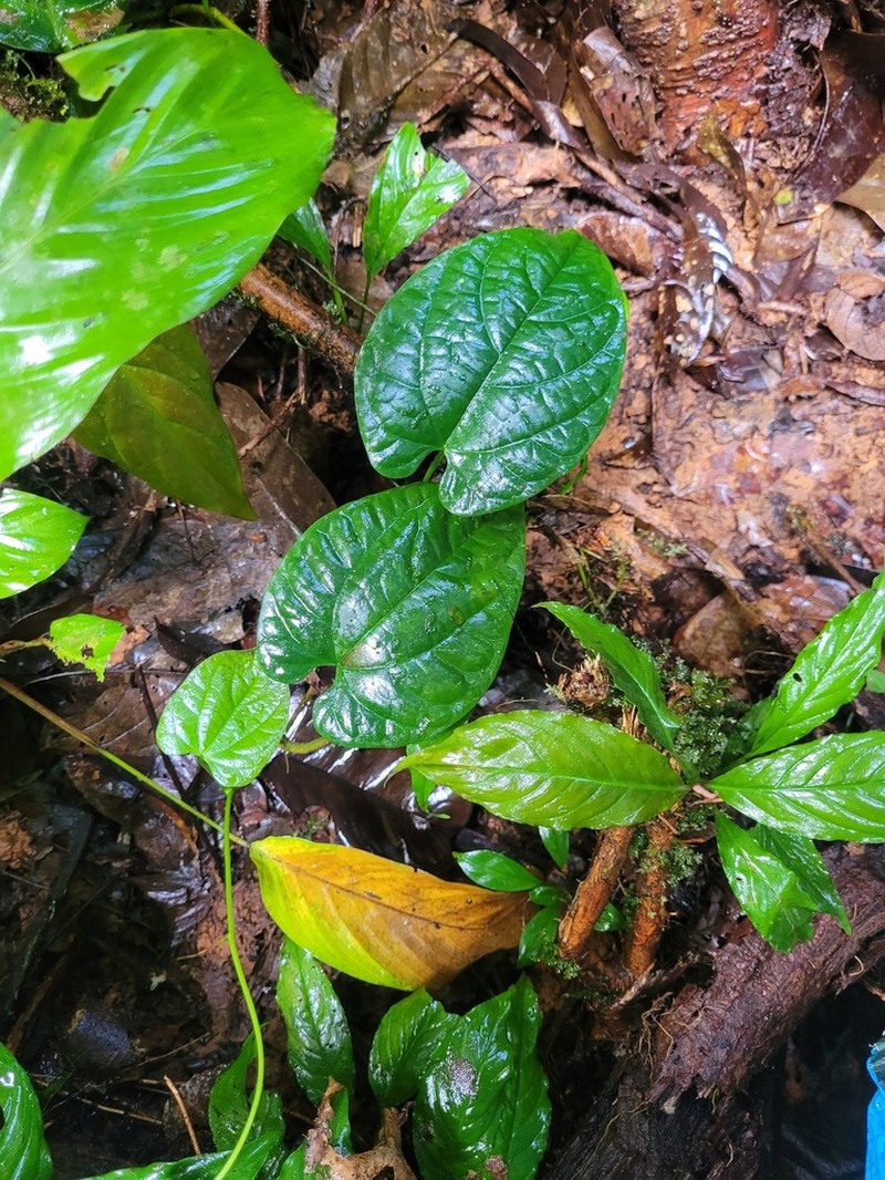 Aristolochia franzii photo 5
