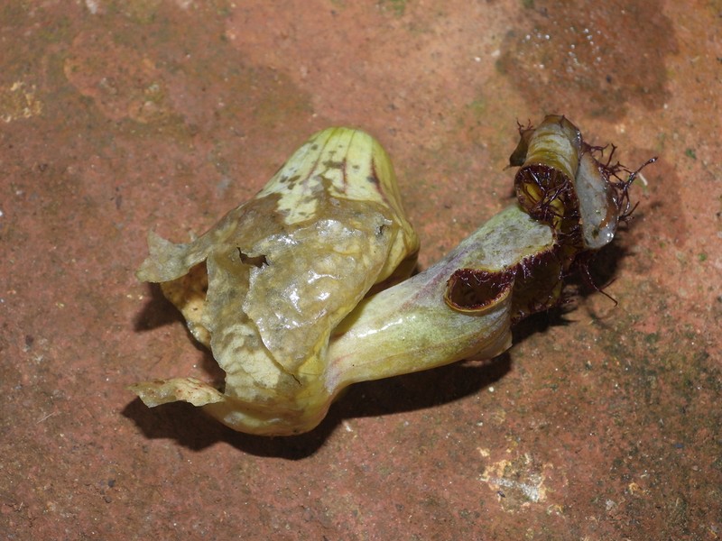 Aristolochia franzii photo 6