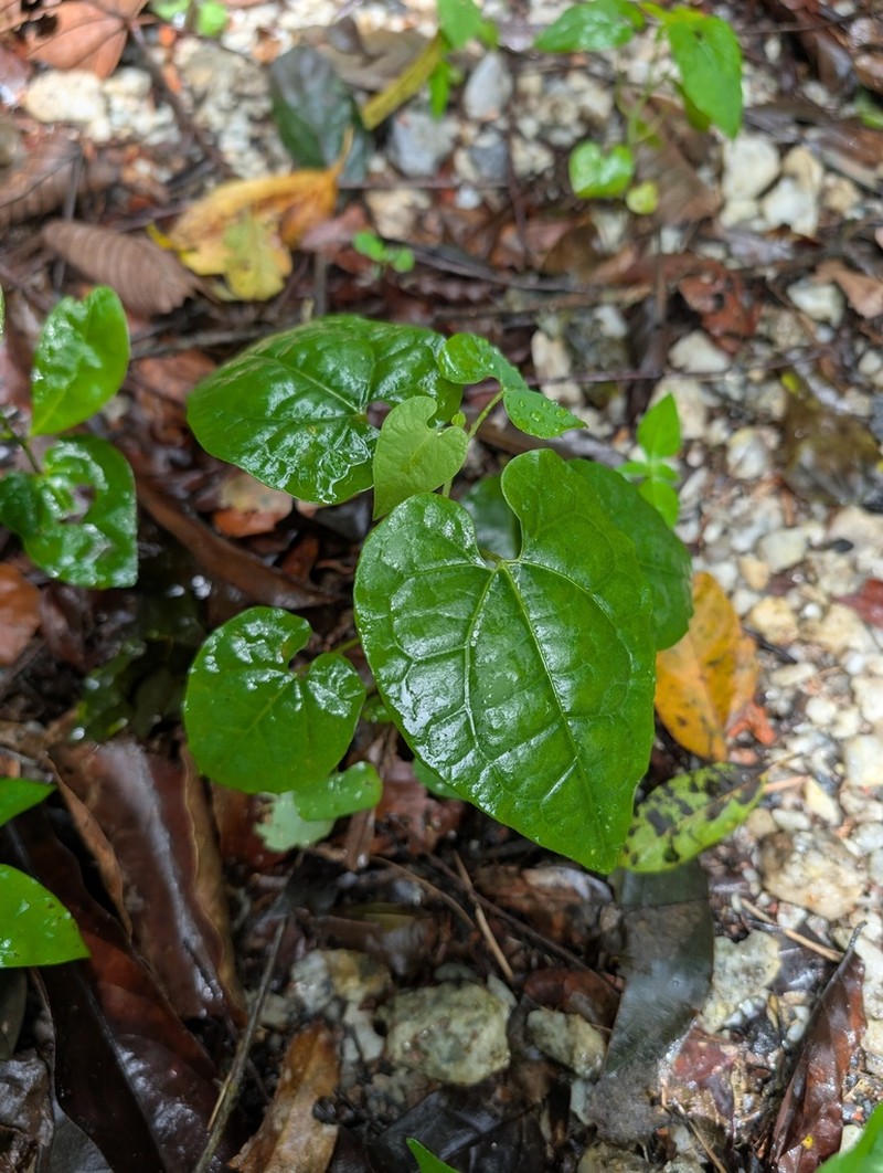 Aristolochia franzii photo 7