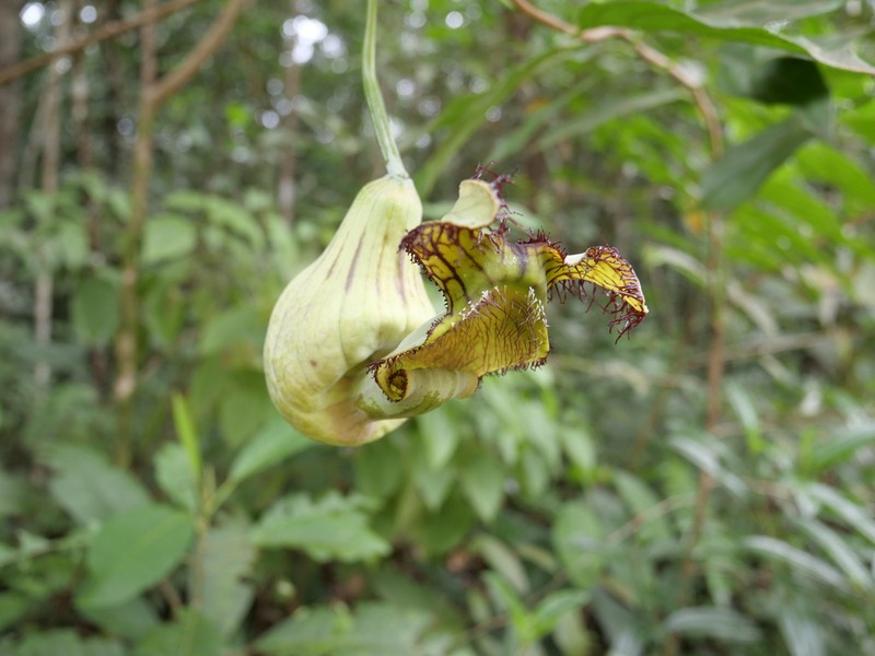 Aristolochia franzii