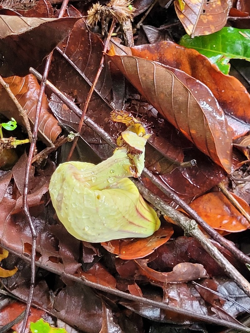 Aristolochia franzii photo 3