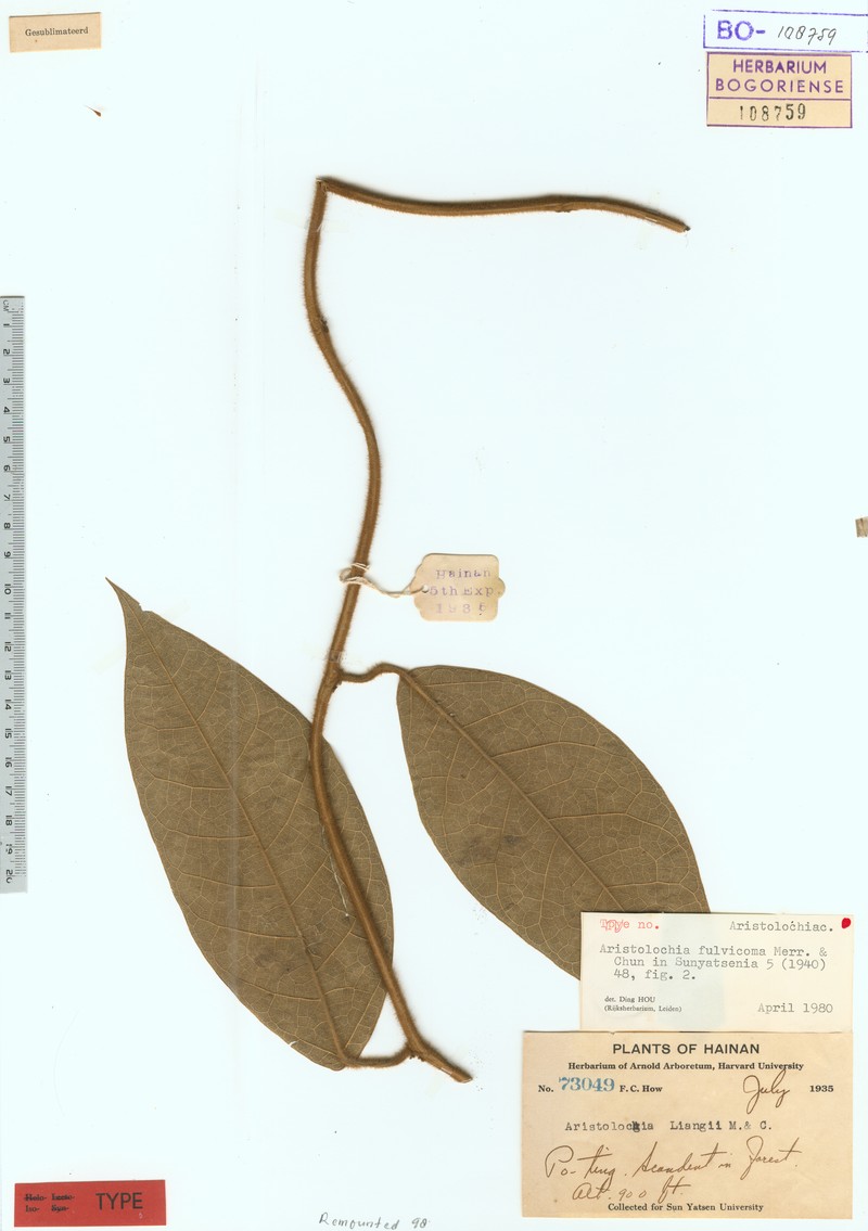 Aristolochia fulvicoma