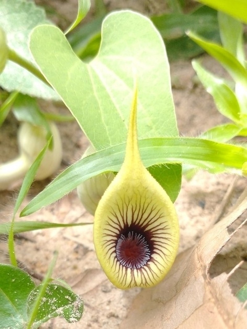 Aristolochia gardneri
