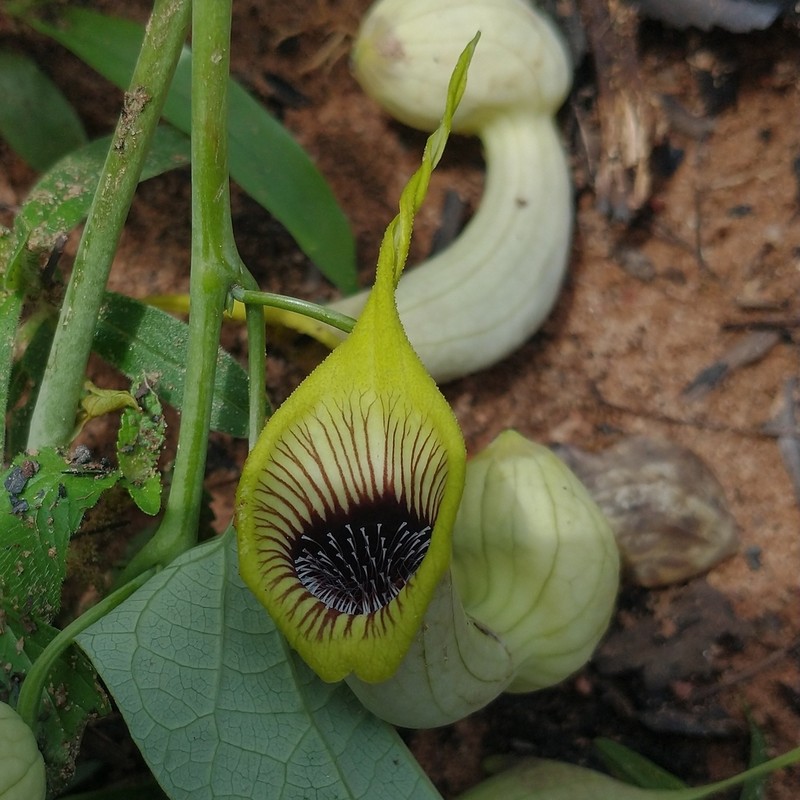 Aristolochia gardneri photo 2