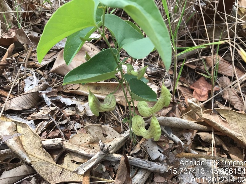 Aristolochia gardneri photo 3