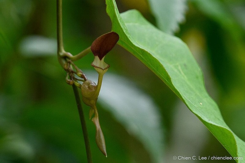 Aristolochia gaudichaudii