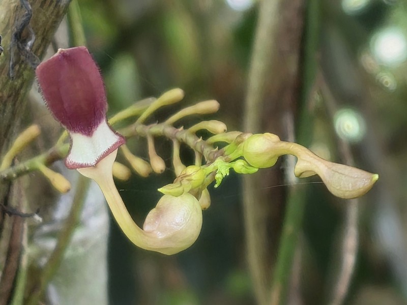 Aristolochia gaudichaudii photo 2