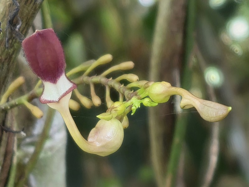 Aristolochia gaudichaudii photo 3