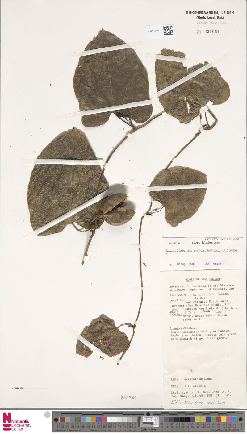 Aristolochia gaudichaudii photo 4
