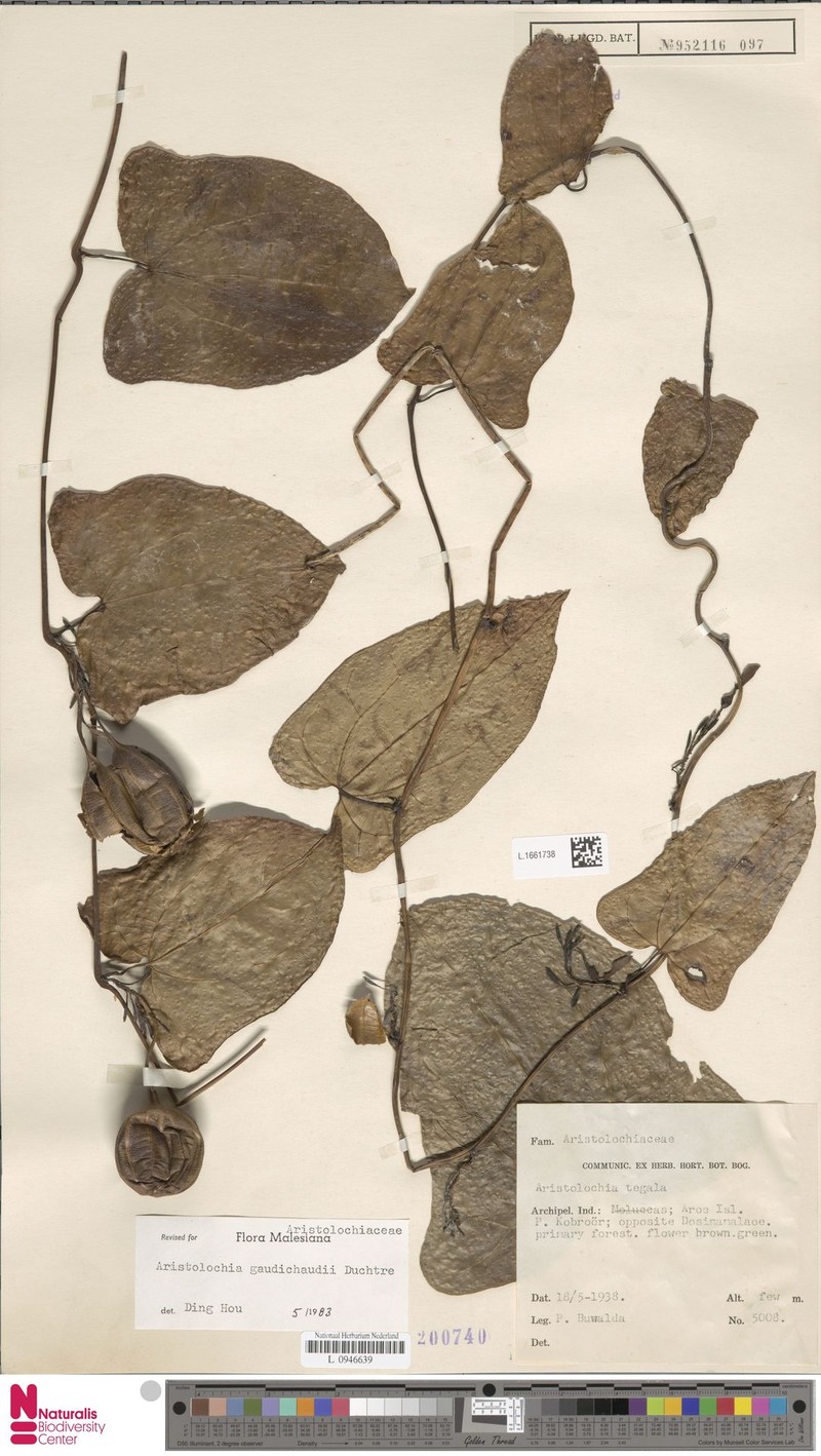 Aristolochia gaudichaudii photo 5