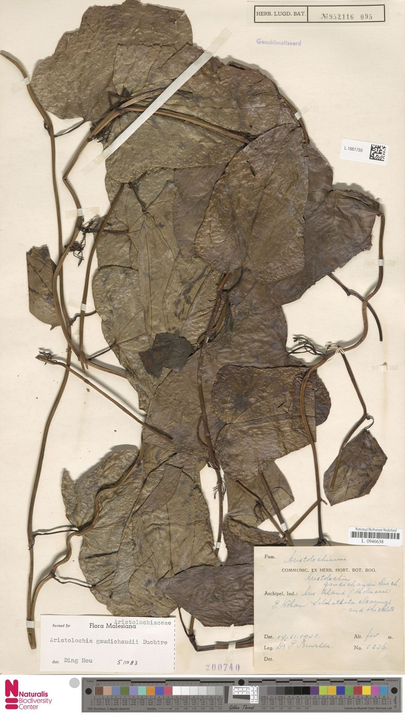 Aristolochia gaudichaudii photo 6