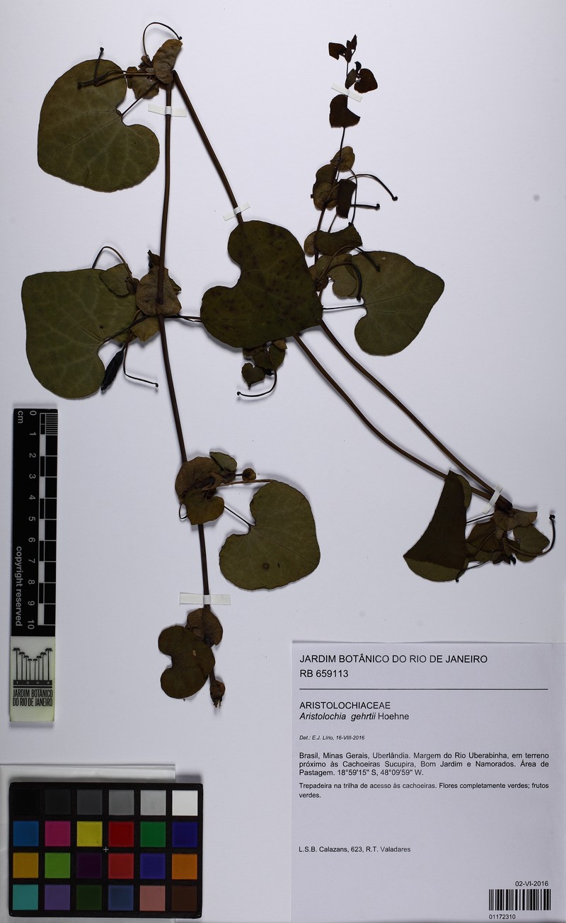 Aristolochia gehrtii