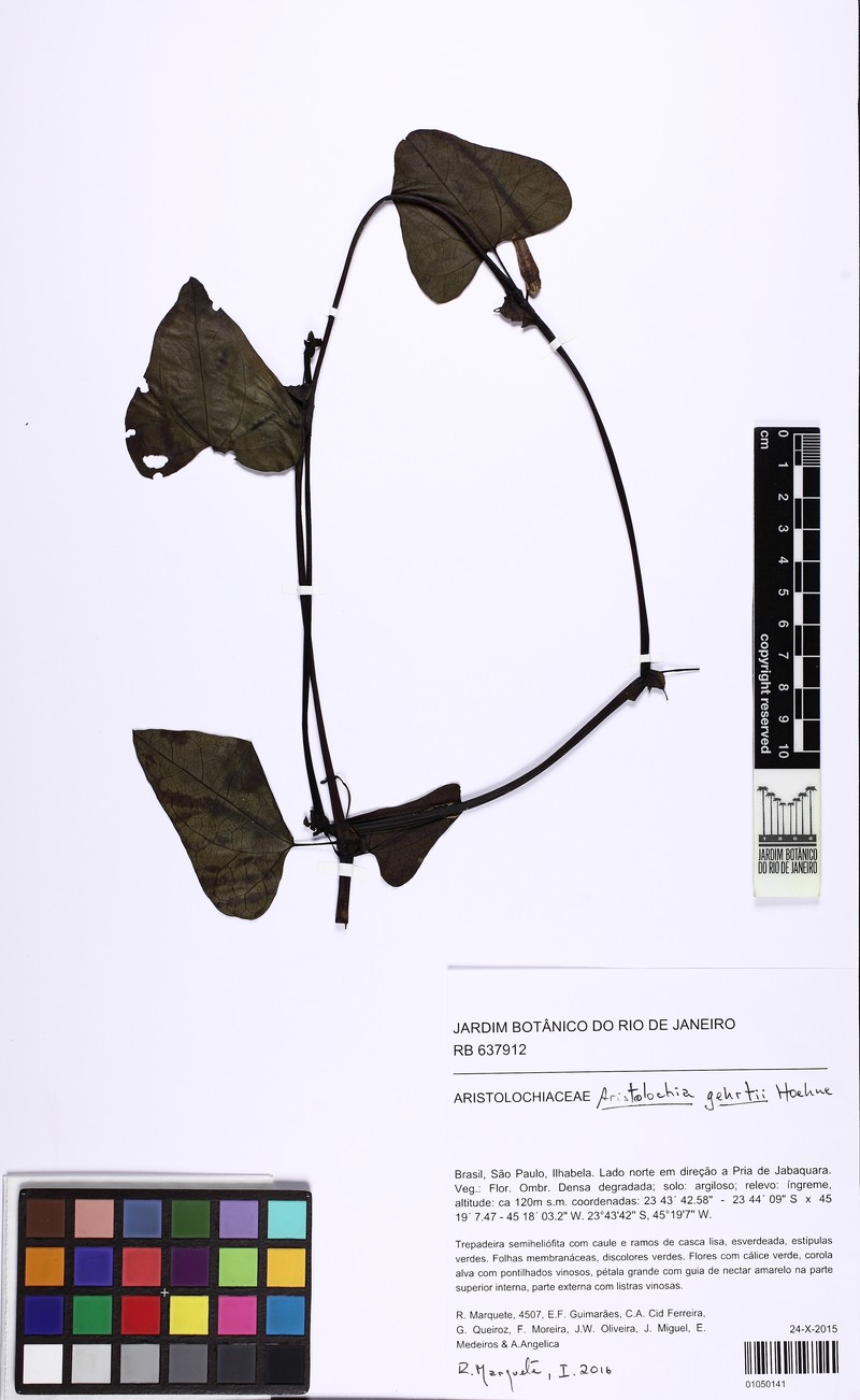 Aristolochia gehrtii photo 2