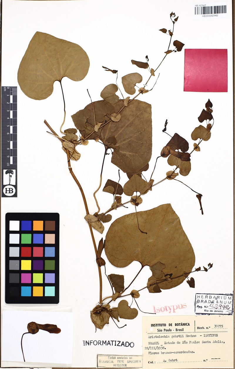 Aristolochia gehrtii photo 3