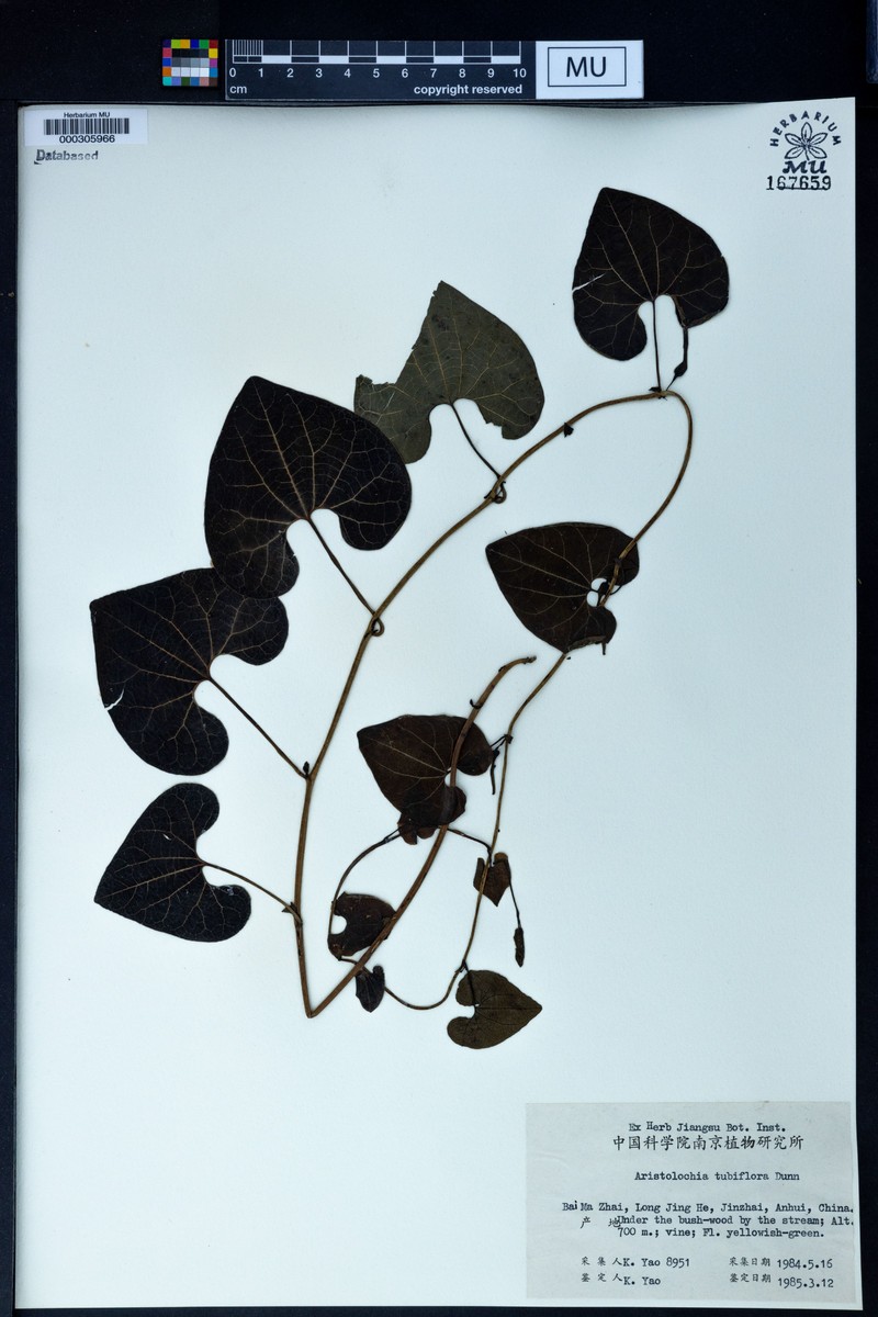 Aristolochia gentilis