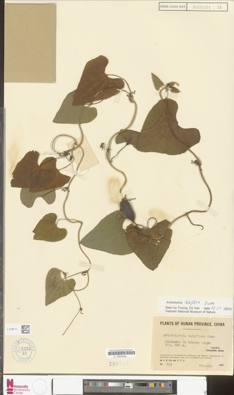 Aristolochia gentilis photo 4