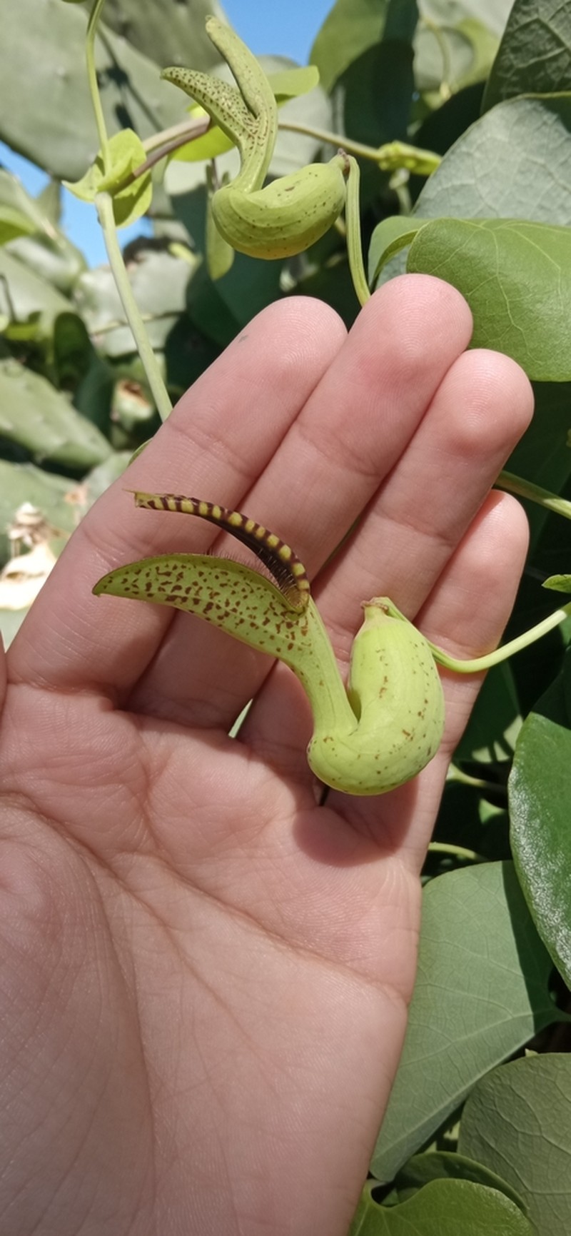 Aristolochia gibertii photo 2