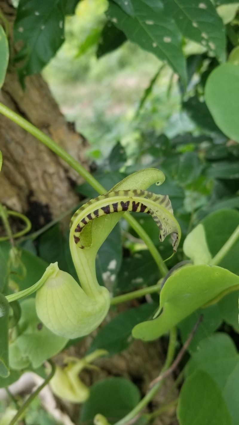 Aristolochia gibertii photo 3