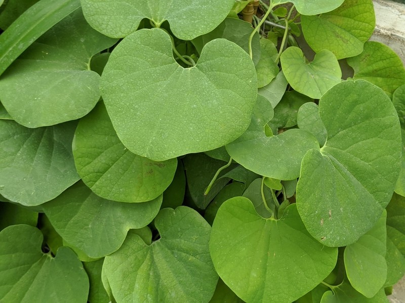 Aristolochia gibertii photo 4