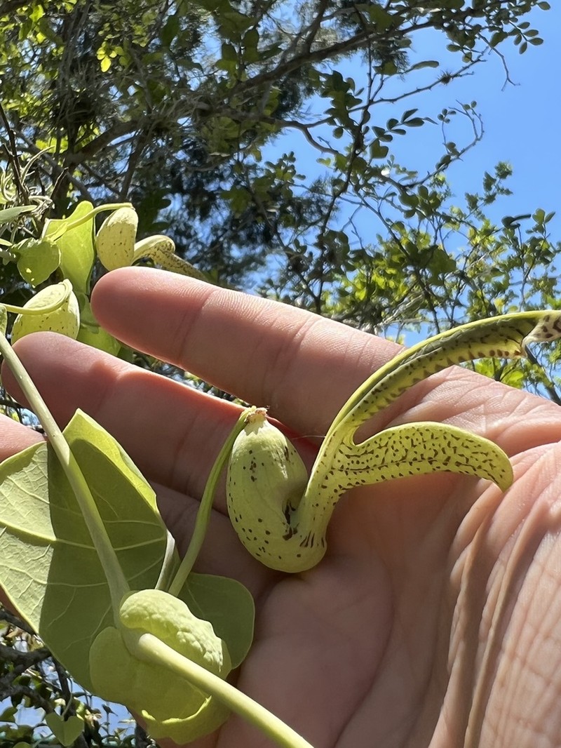 Aristolochia gibertii photo 5