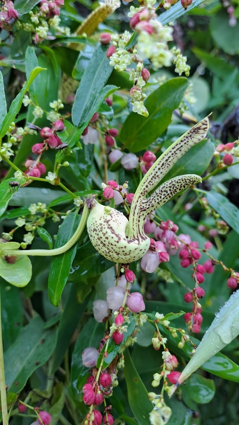 Aristolochia gibertii photo 6