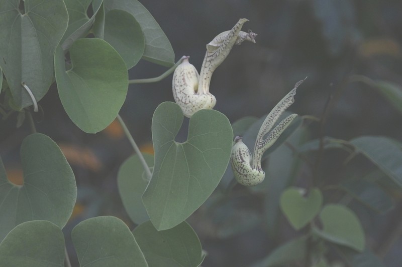 Aristolochia gibertii photo 7