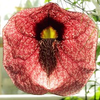 Aristolochia gigantea