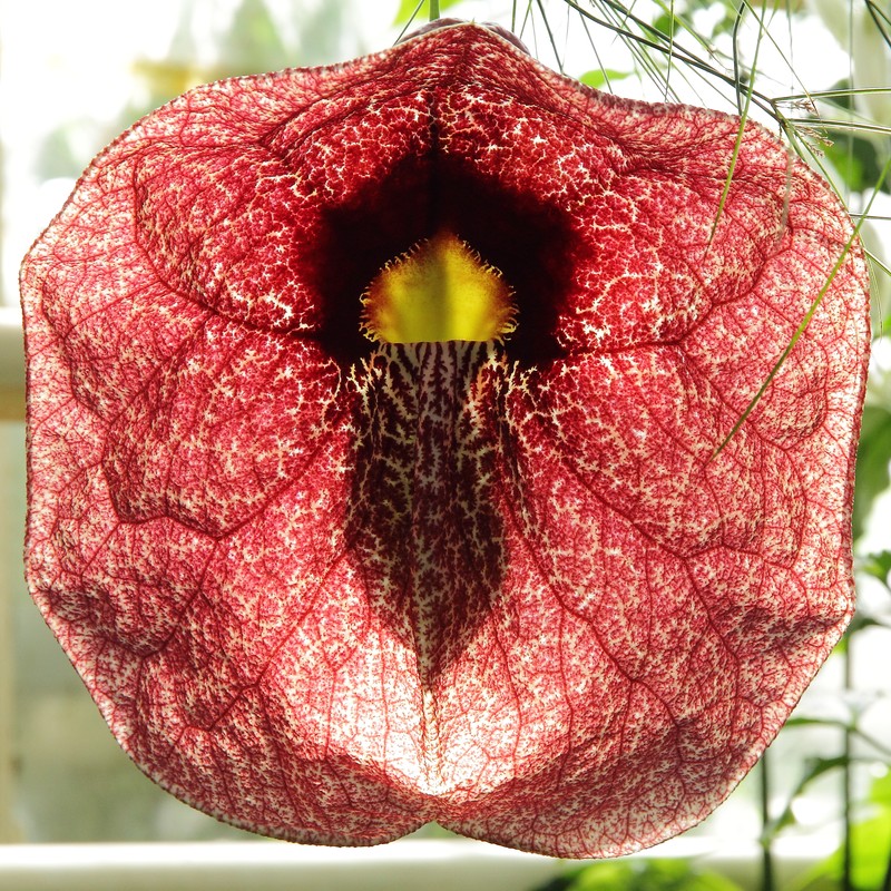 Aristolochia gigantea