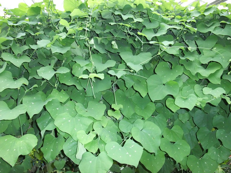 Aristolochia gigantea photo 2
