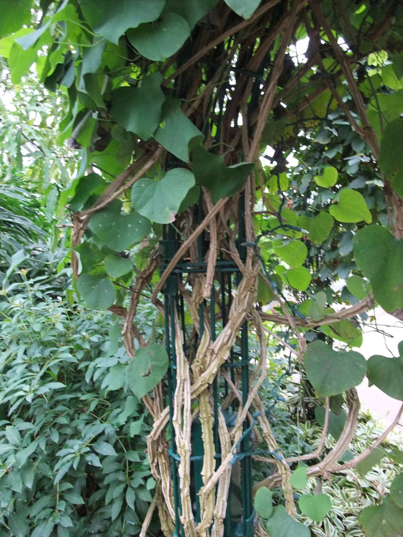 Aristolochia gigantea photo 3