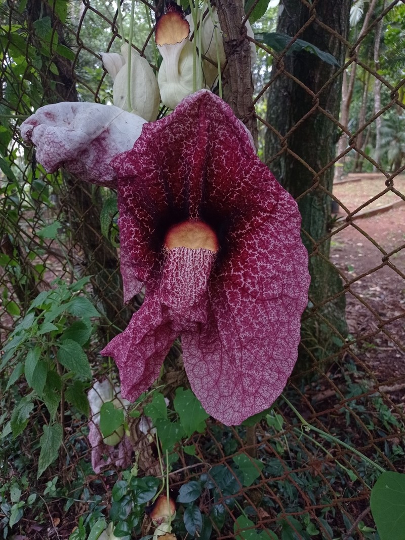 Aristolochia gigantea photo 4