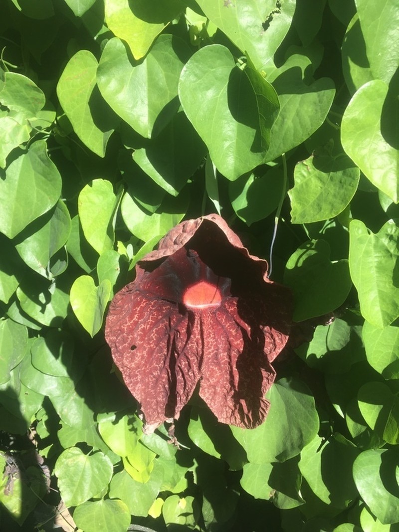 Aristolochia gigantea photo 5
