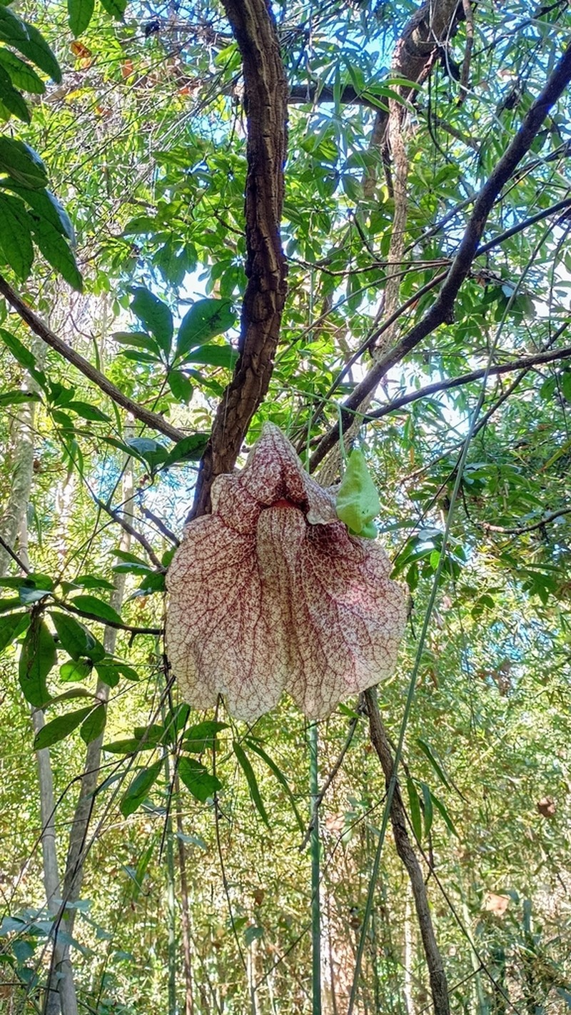 Aristolochia gigantea photo 6