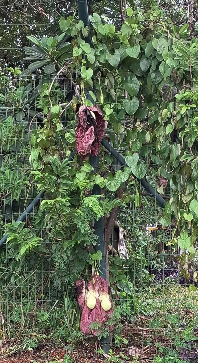 Aristolochia gigantea photo 7
