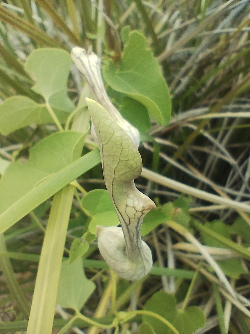 Aristolochia glaberrima