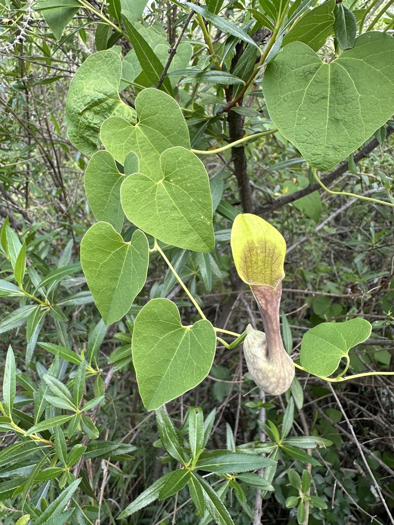 Aristolochia glaberrima photo 2