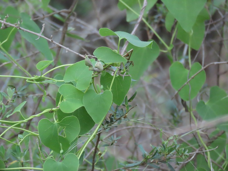 Aristolochia glaberrima photo 3