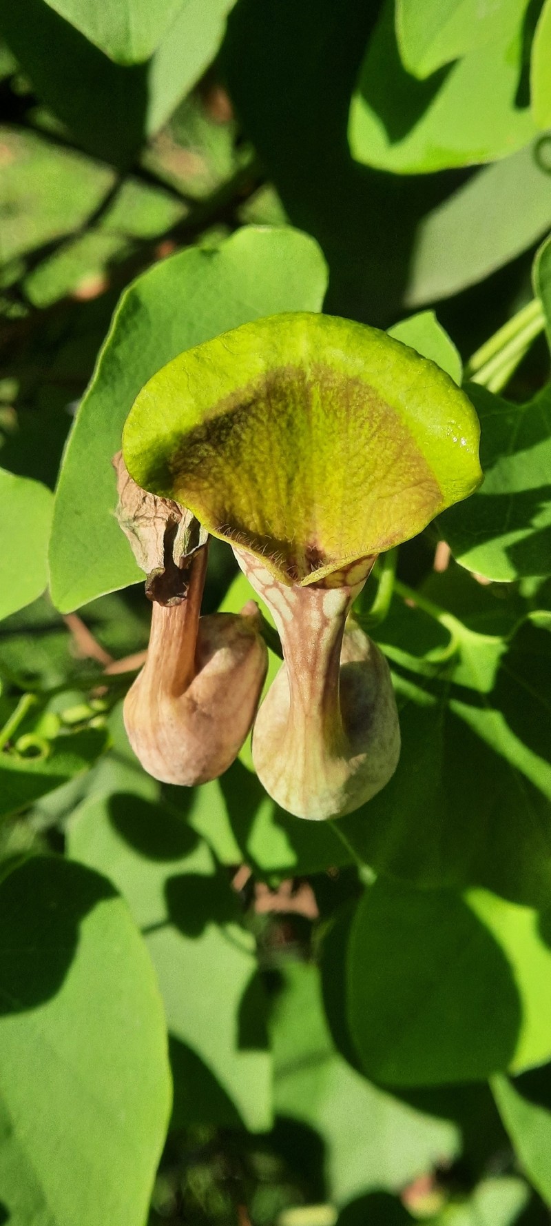 Aristolochia glaberrima photo 4