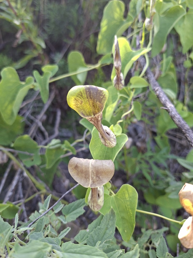 Aristolochia glaberrima photo 5