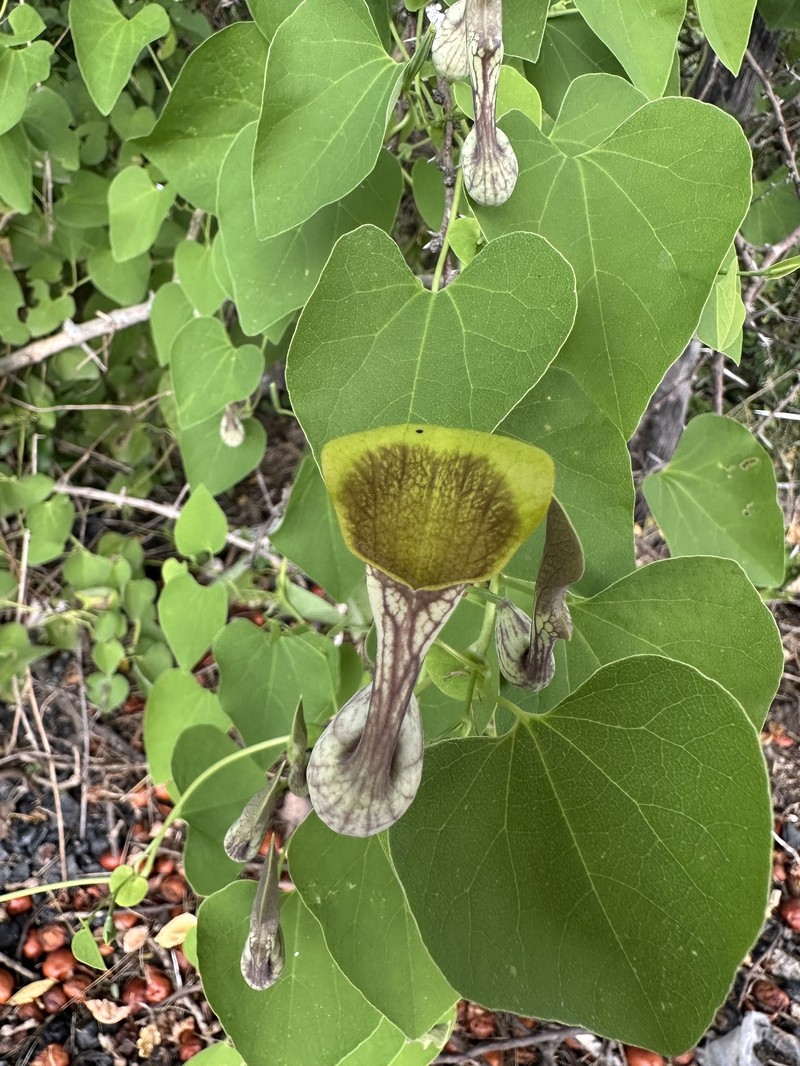 Aristolochia glaberrima photo 6