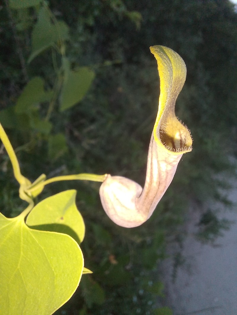 Aristolochia glaberrima photo 7