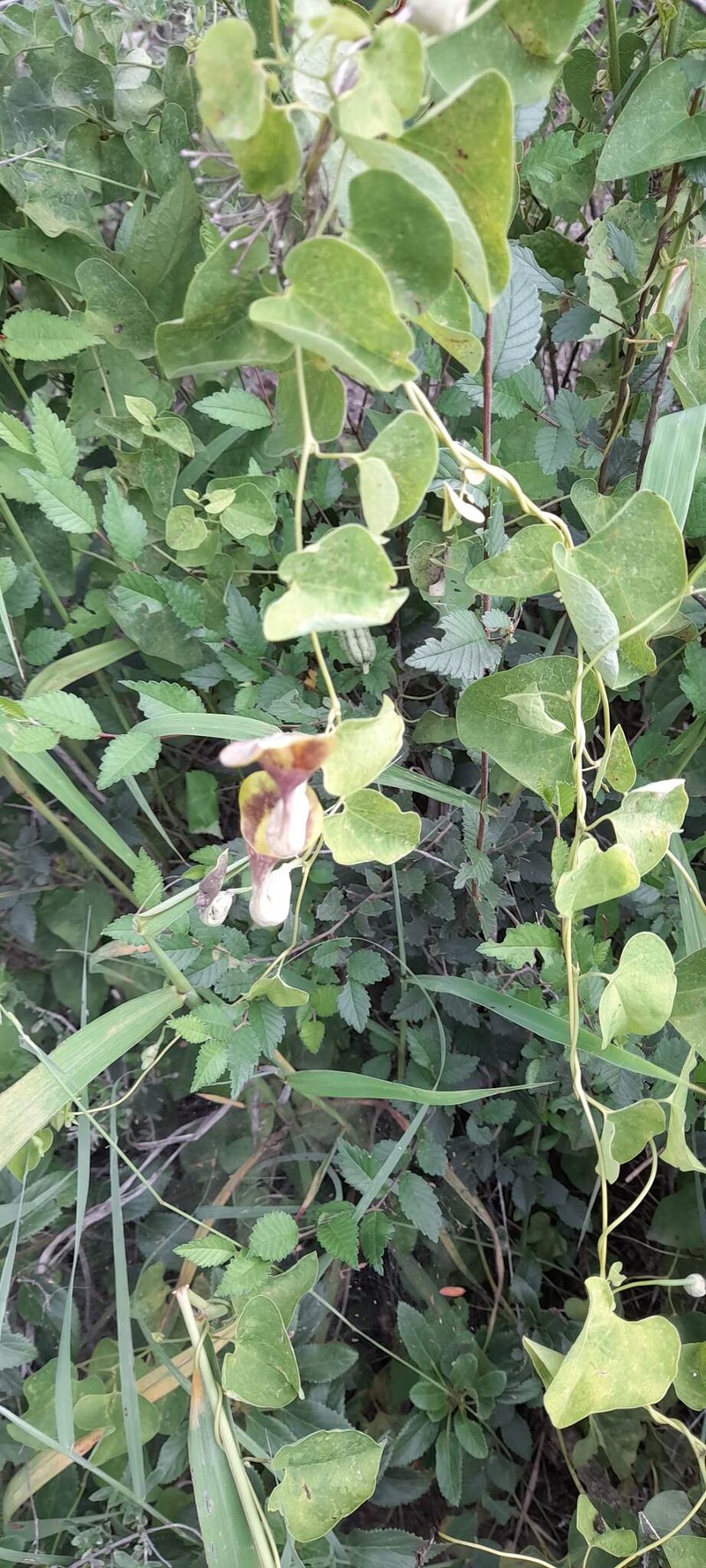 Aristolochia glaberrima photo 8