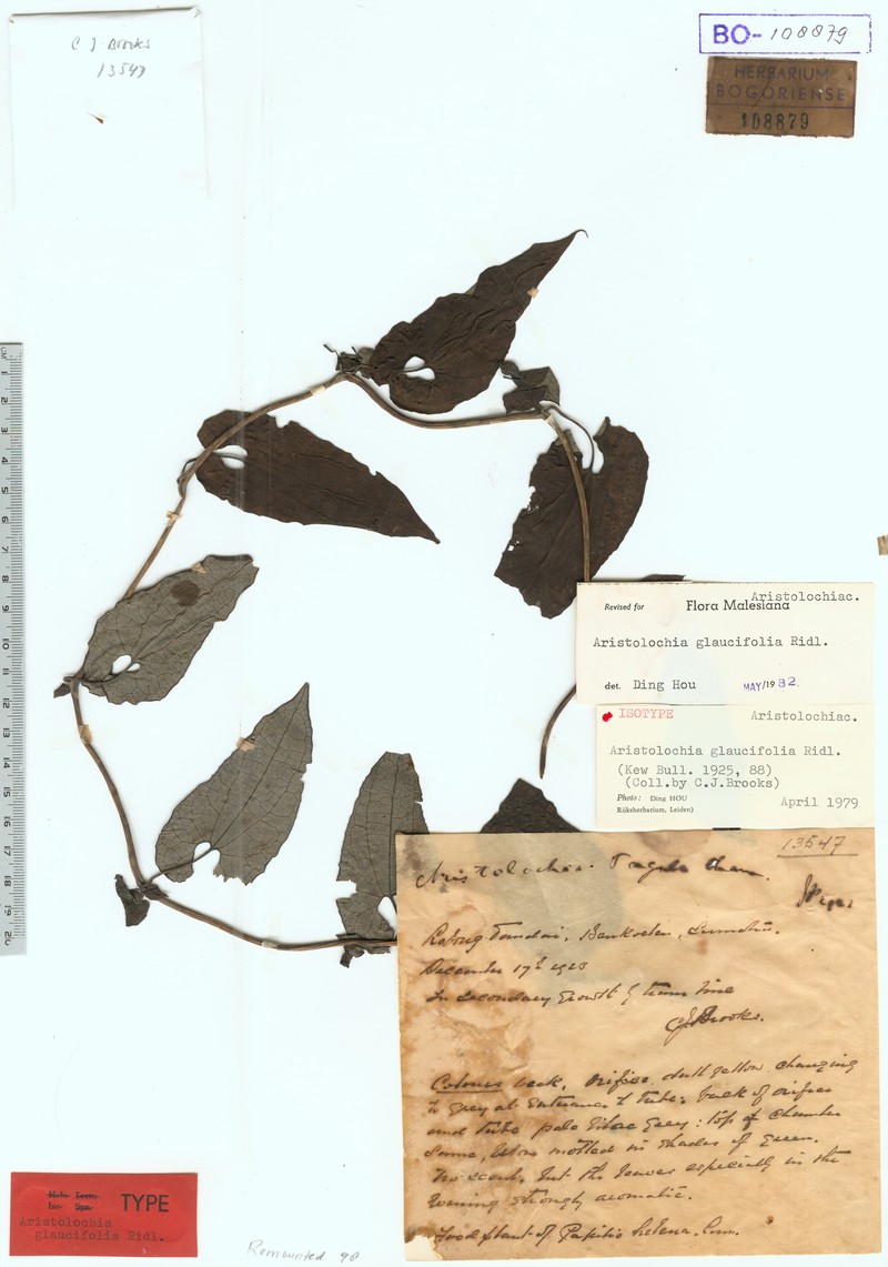 Aristolochia glaucifolia